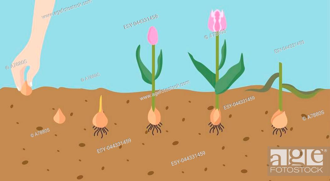 Stock Vector: Tulip varieties flat icon set. Garden flower and house plants infographic. Vector illustration.