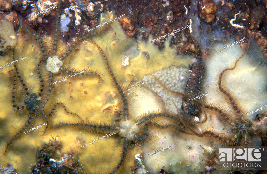 Stock Photo: Brittle Star (Ophiothrix fragilis). Galicia, Spain.