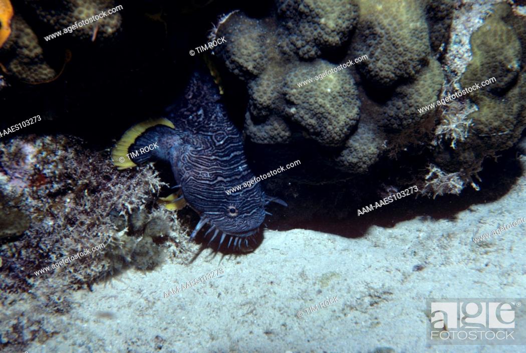 Stock Photo: Splendid Toadfish - rare (Sanopus splendidus) noctural - Cozumel Mexico.