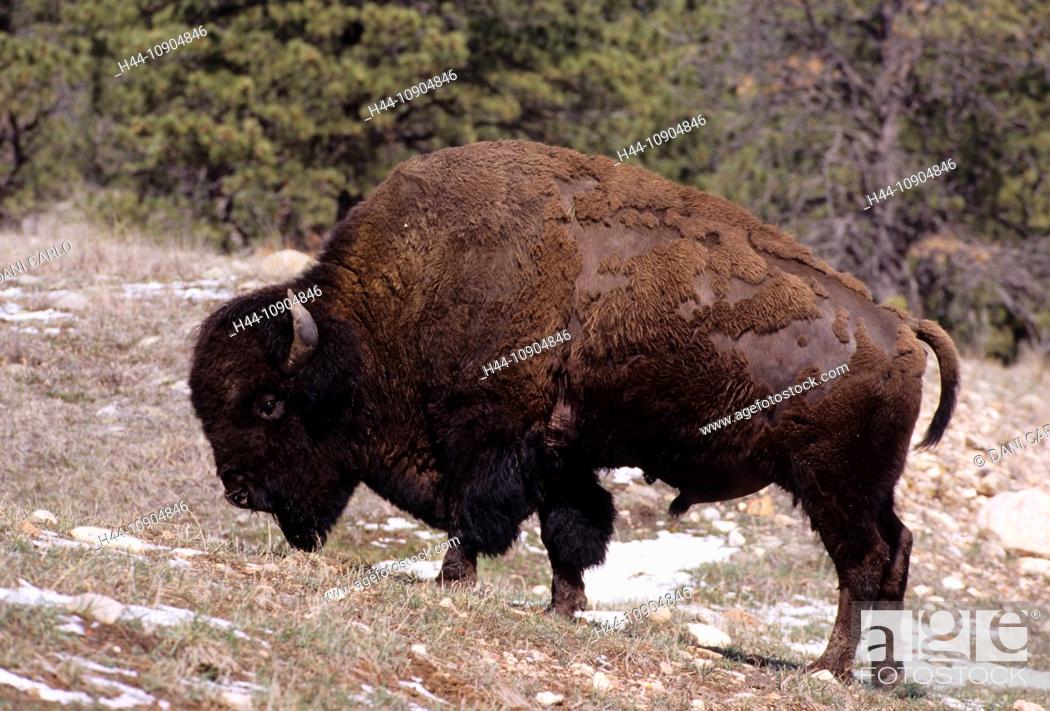 American Bison, Bison bison, animal, Badlands, National Park, landscape,  South Dakota, USA, Stock Photo, Picture And Rights Managed Image. Pic.  H44-10904846 | agefotostock