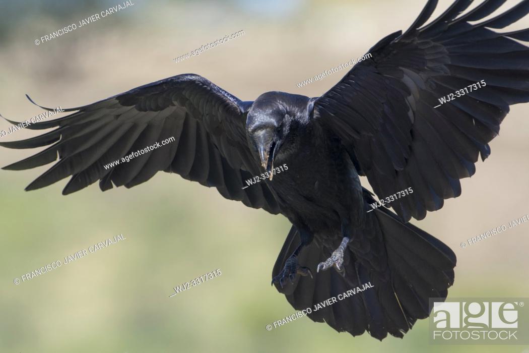 Stock Photo: Common raven (Corvus corax), flying before landing, Extremadura, Spain.