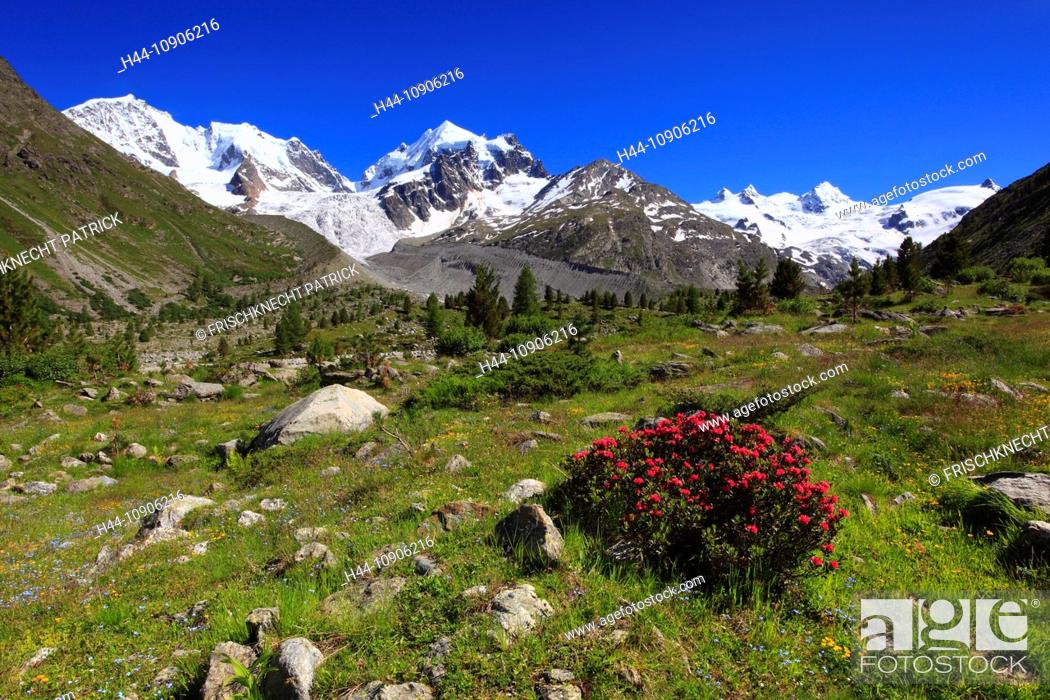 Imagen: Alps, Alpine rose, alpine rose, mountain, mountain panorama, mountain flowers, mountains, mountain flora, mountain spring, mountain panorama, Bernina, flower.