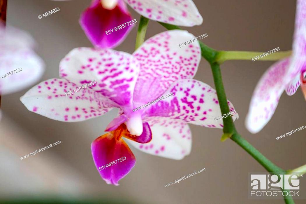 Stock Photo: Close up view of a beautiful pink and white moth orchid.