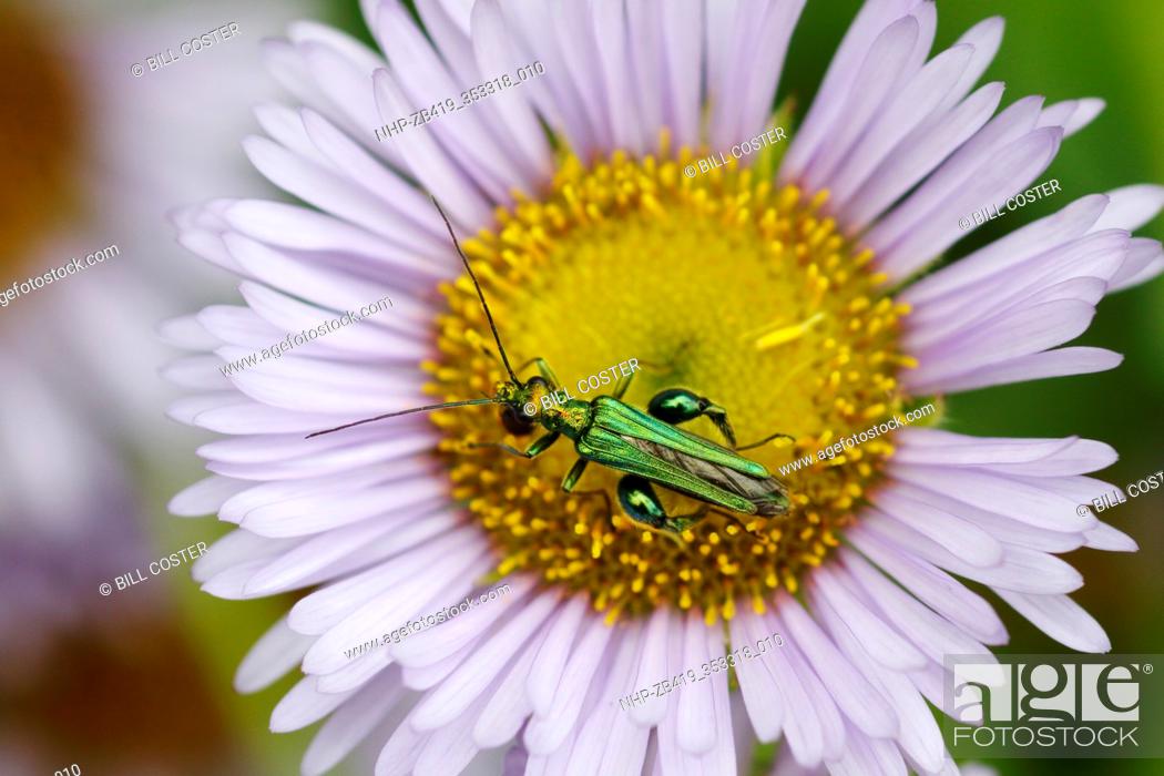 Stock Photo: Thick-legged Flower Beetle - on Erigeron Daisy Flower Oedemera nobilis Essex, UK IN001101.
