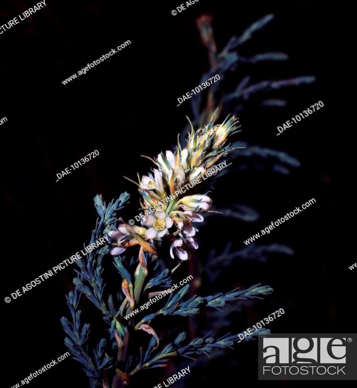 Stock Photo: Blooming German False Tamarisk branch (Myricaria germanica), Tamaricaceae.