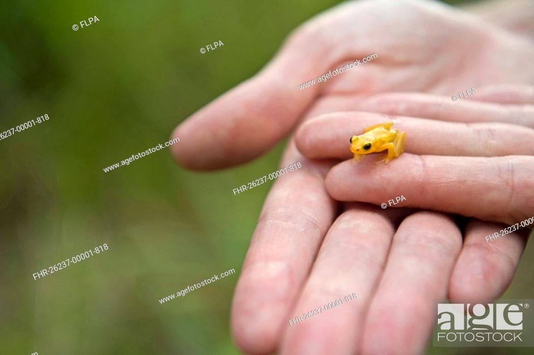 Stock Photo: Golden Poison Dart Frog Colostethus beebei adult, on hand of zoologist, Kaieteur Falls, Kaieteur N P , Guyana.