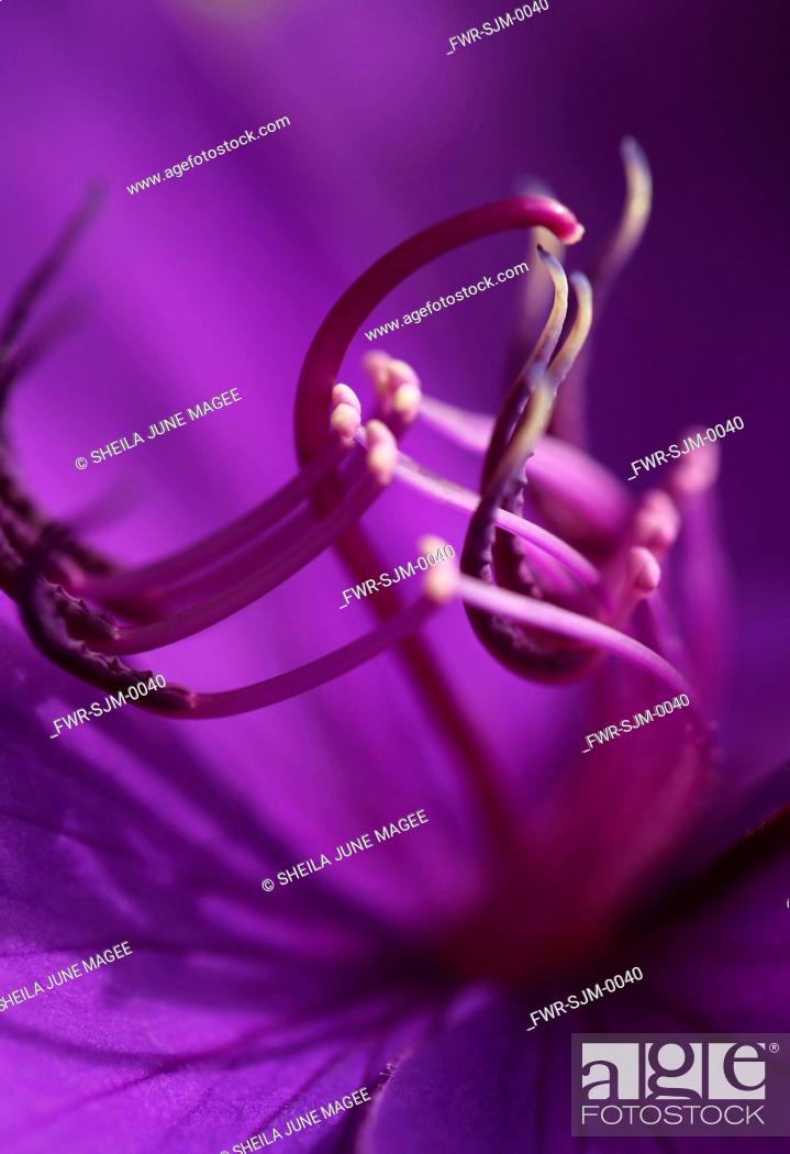 Stock Photo: Tibouchina granulosa, Glory tree, Purple subject.
