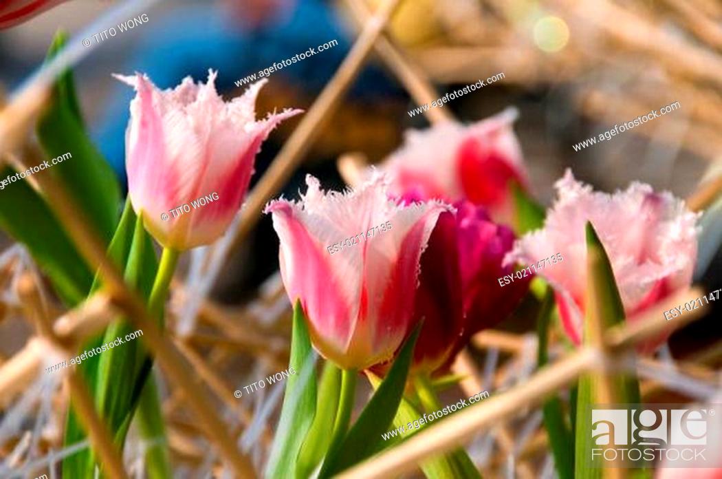 Stock Photo: Pink tulip flowers.