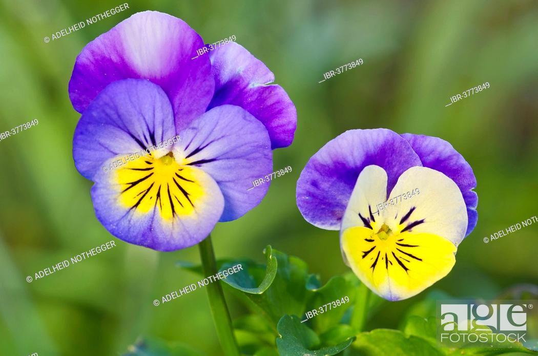 Stock Photo: Horned Pansy or Horned Violet (Viola cornuta), Tyrol, Austria.