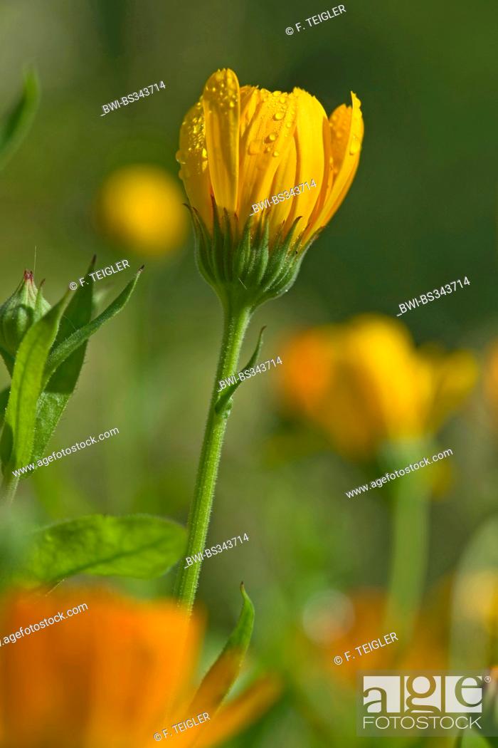 Garden Pot Marigold Calendula Officinalis Flowerbud With Raindrops Stock Photo Picture And Rights Managed Image Pic Bwi Bs343714 Agefotostock