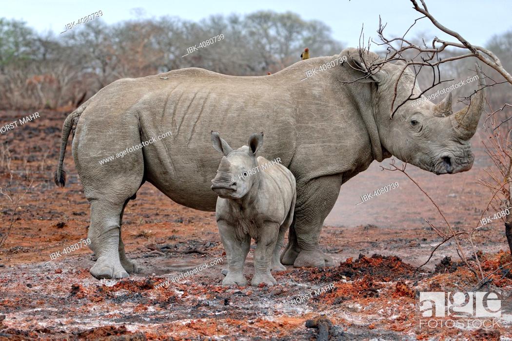 Stock Photo: White Rhinoceros (Ceratotherium simum) with calf, uMkhuze Game Reserve, iSimangaliso Wetland Park, Mkuze, South Africa.