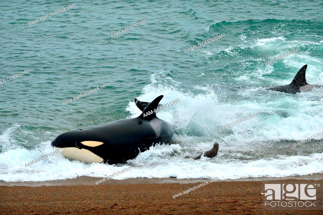 Photo de stock: Orca or Killer Whale, Orcinus Orca, attacking South American Sea Lion, Peninsula Valdes, Patagonia, Argentina, South Atlantic.