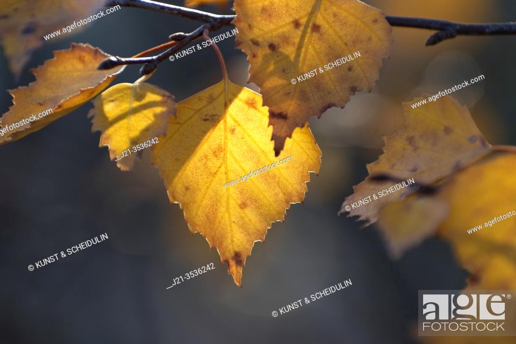 Stock Photo: Yellow birch leaves are glowing in autumn sunlight.