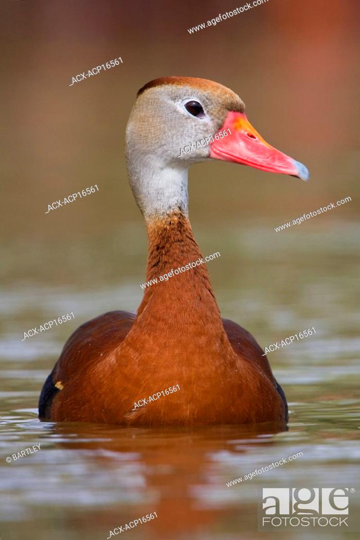 Stock Photo: Black-bellied Whistling-Duck Dendrocygna autumnalis swimming in pond near Houston, Texas, USA.