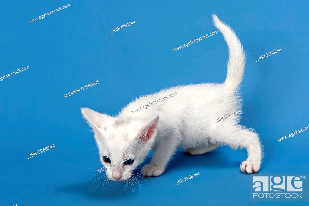Serengeti Cat Kitten 4 Weeks White Stock Photo Picture And Rights Managed Image Pic Ibr 3968244 Agefotostock