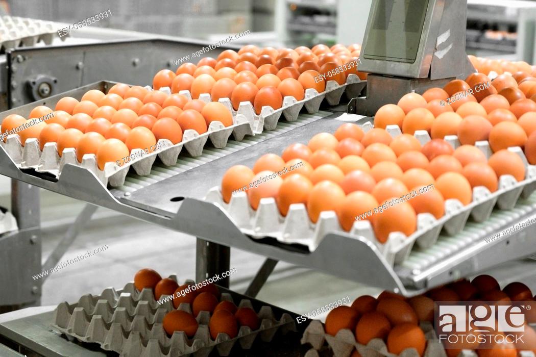 Stock Photo: Factory Chicken egg production. Worker sort chicken eggs on conveyor. Agribusiness company. High quality photo.