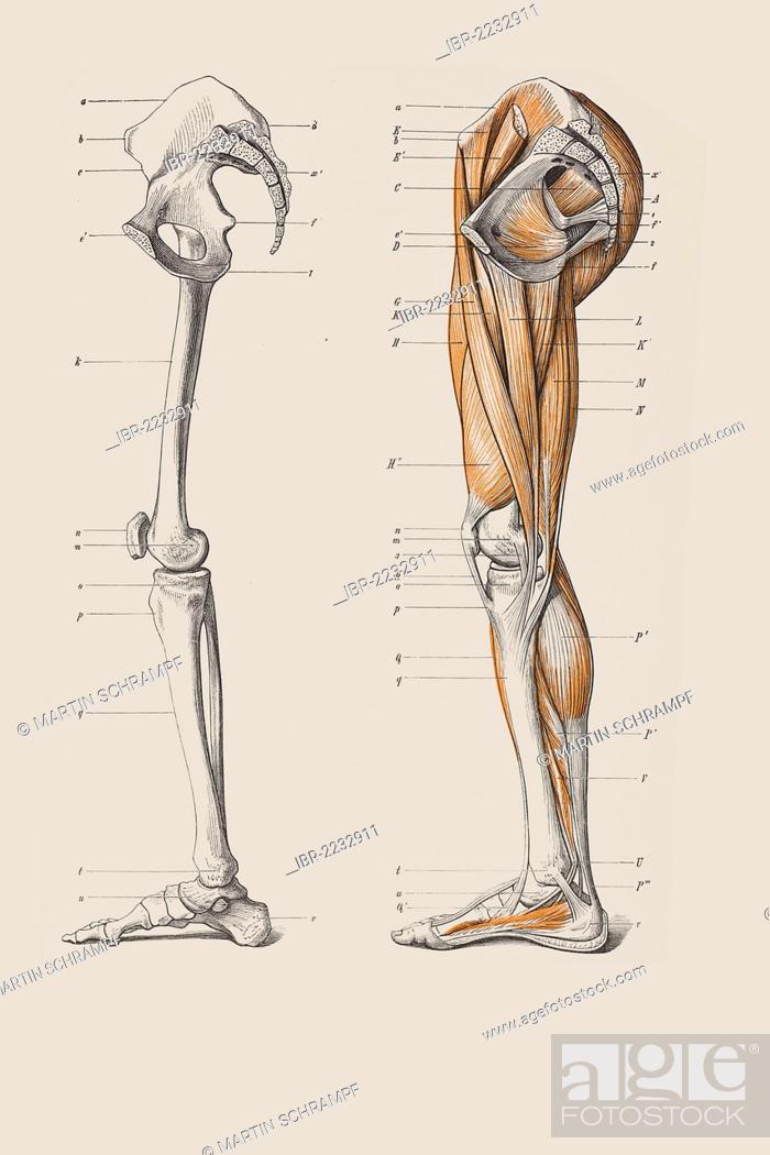 Hips-Leg Study by Niereon on DeviantArt