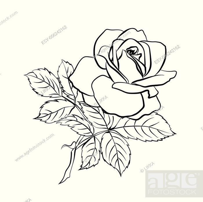 rose-sketch-full | Black and White drawing for Holiday greet… | Flickr