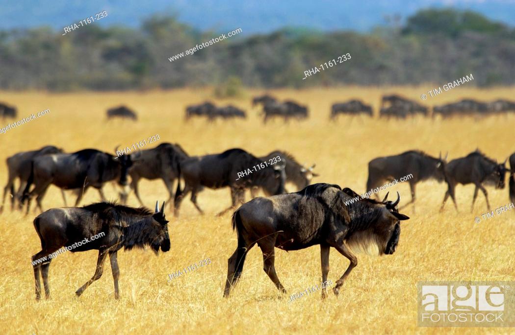 Stock Photo: Herd of migrating Blue Wildebeest, Grumeti, Tanzania.