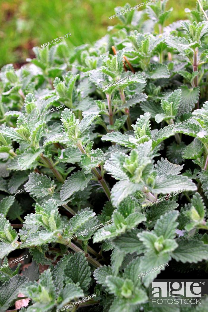 Stock Photo: Fresh mint in spring.