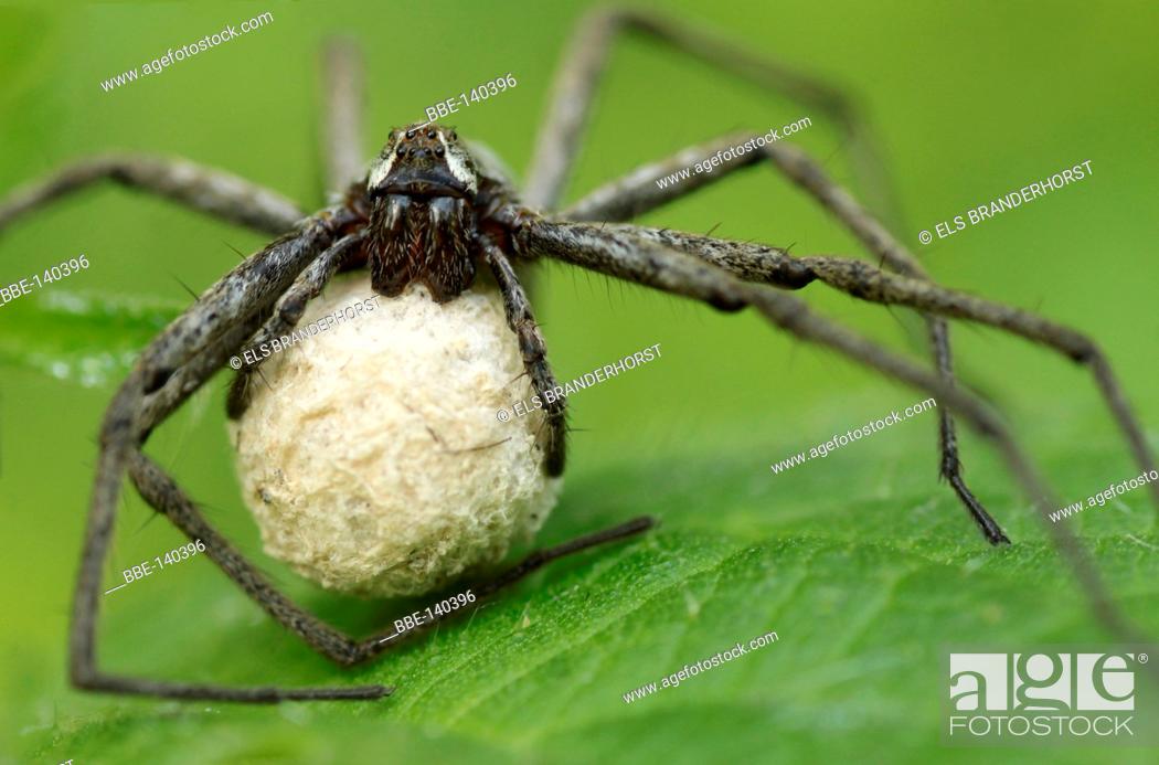 Stock Photo: Nursing Nursery Web Spider She carries a cocoon with her eggs for 4 weeks, untill the little spiders are tall enough.