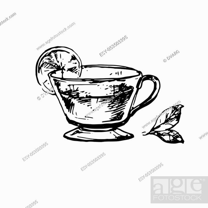 Cup of Tea with Mint and Lime. Hand Drawn Sketch of Tea. Doodle Outline,  Stock Vector, Vector And Low Budget Royalty Free Image. Pic. ESY-053503395  | agefotostock