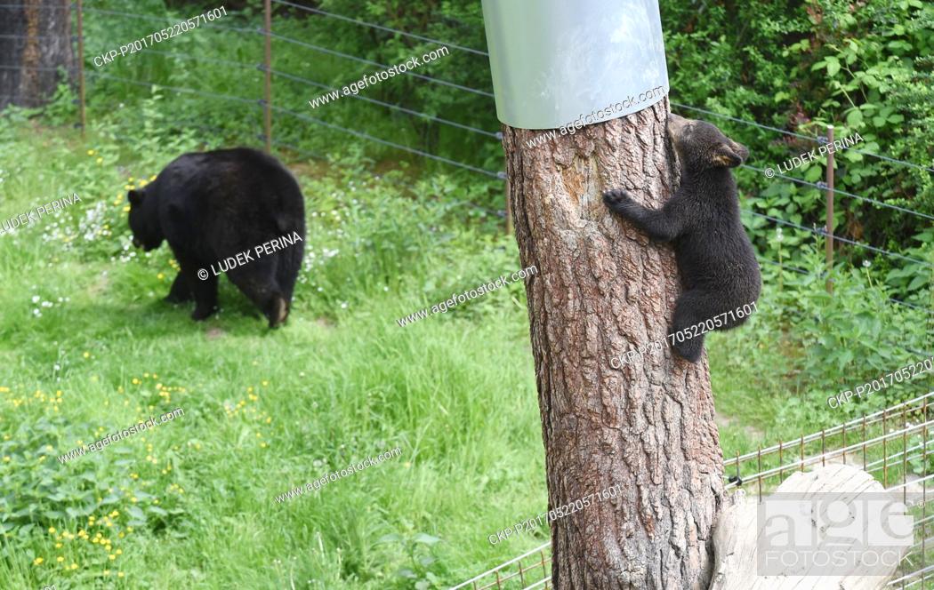 Stock Photo: Two cubs of American black bear (Ursus americanus) enjoy fresh air in their enclosure in zoo Olomouc, Czech Republic, May 22, 2017.