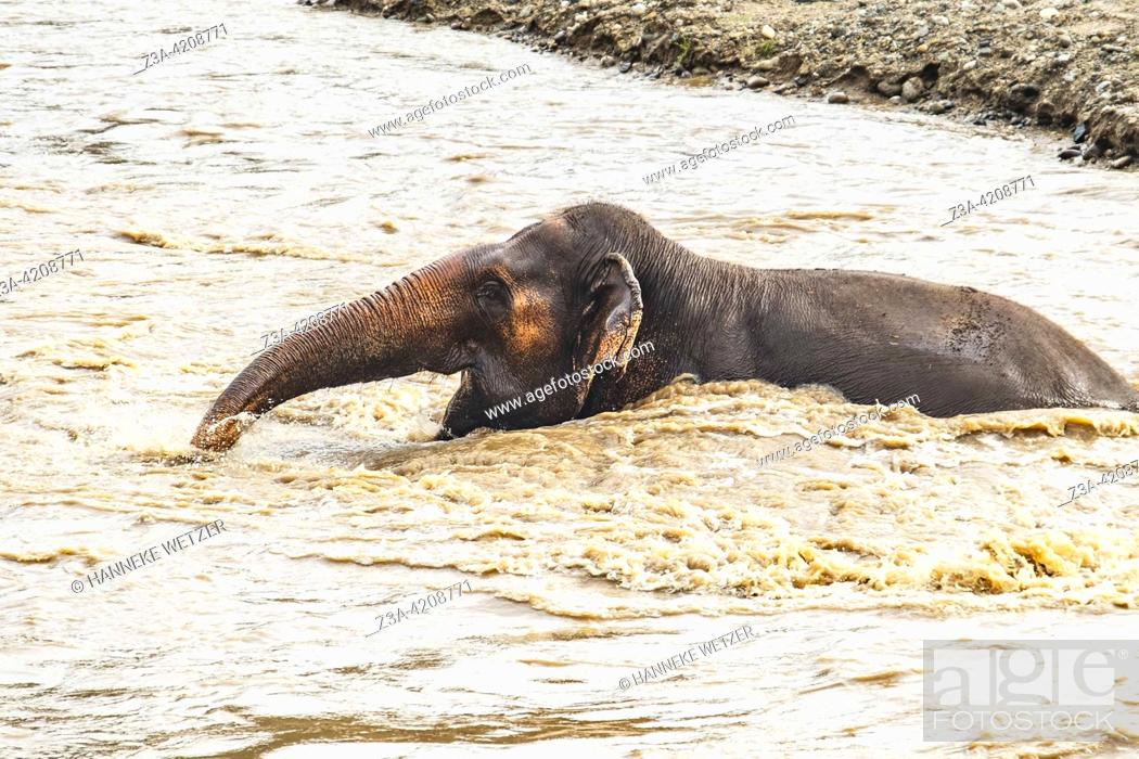 Stock Photo: Elephant swimming in the river at the Elephant Nature Park, a sanctuary and rescue centre for elephants in Mae Taeng District, Chiang Mai Province.