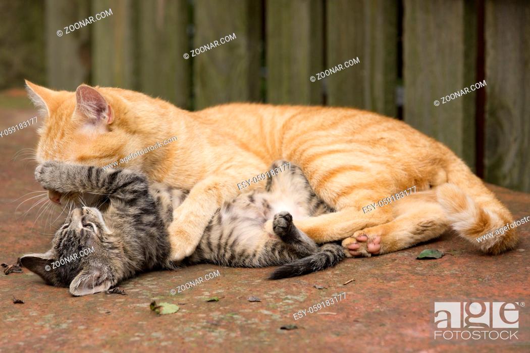 Stock Photo: Orange Cat play with her grey kitten in natural habitat.