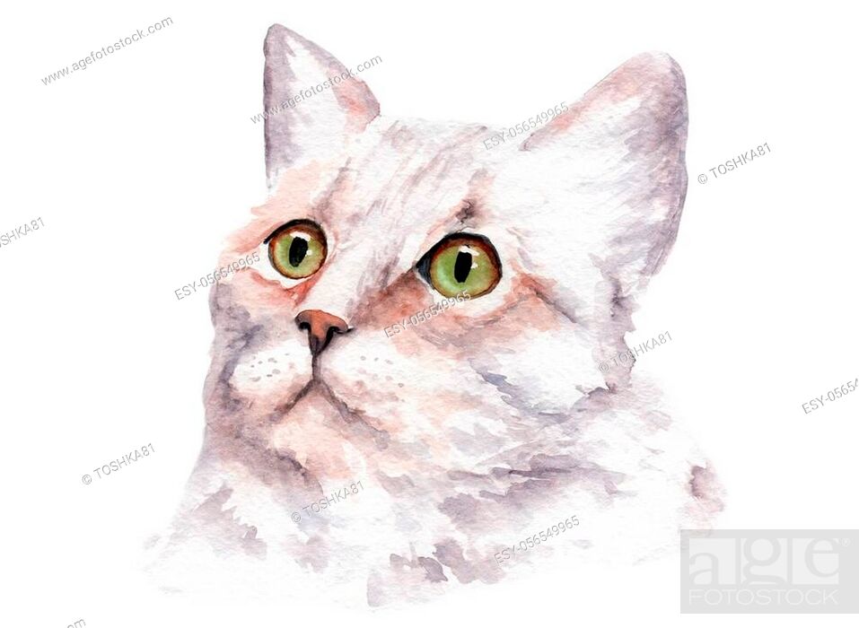 watercolor drawing of a cat with bright eyes, sketch, Stock Photo, Picture  And Low Budget Royalty Free Image. Pic. ESY-056549965 | agefotostock
