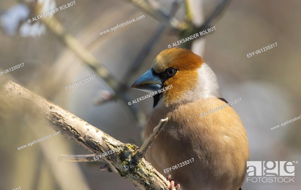 Stock Photo: Hawfinch (Coccothraustes coccothraustes) close-up sitting on branch in spring, Bialowieza Forest, Poland, Europe.