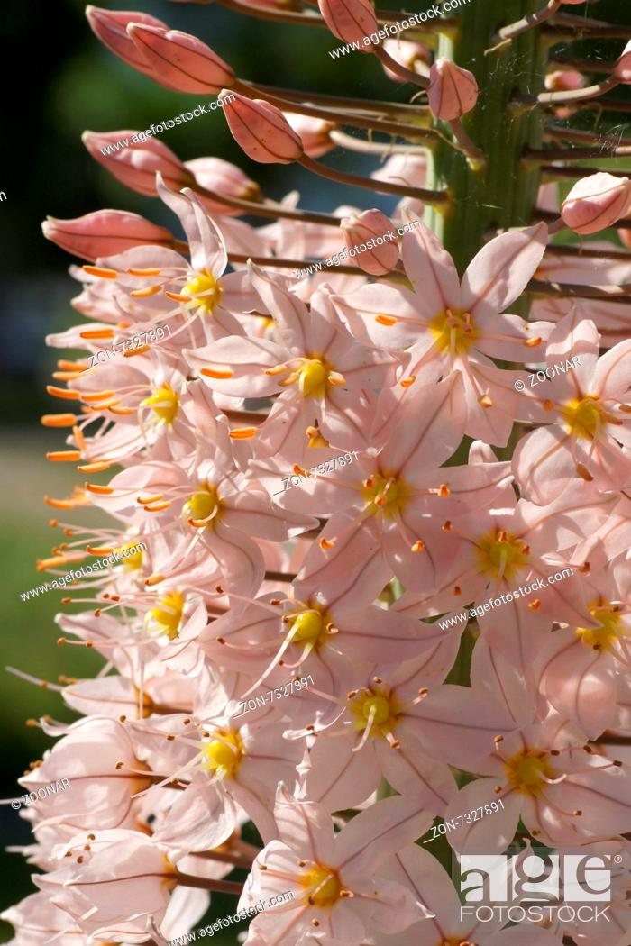 Photo de stock: Foxtail lily.