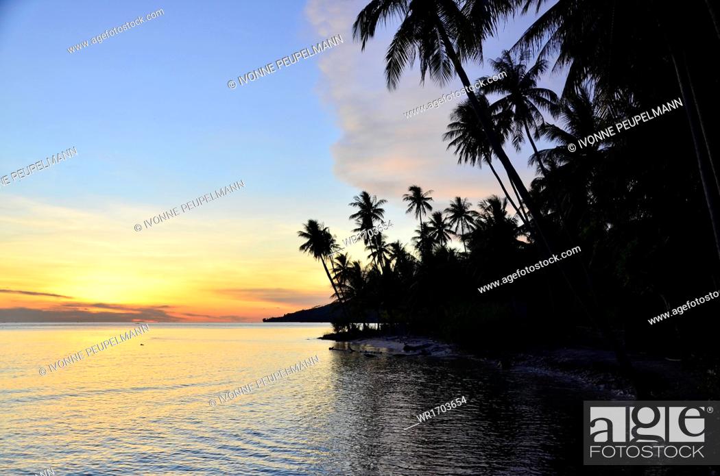 Stock Photo: Palm trees against sunset, Gorontalo Province, Sulawesi, Indonesia, Southeast Asia.