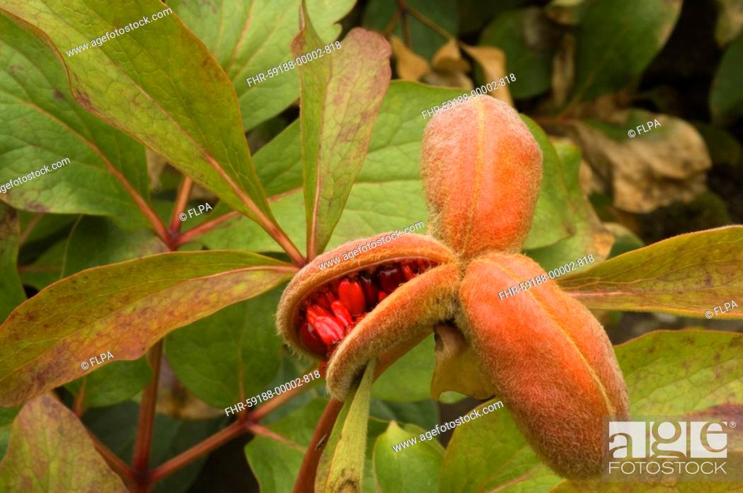 Stock Photo: Western Peony Paeonia broteroi close-up of seed capsule, black seeds are fertile, red seeds unfertile, in garden, september.