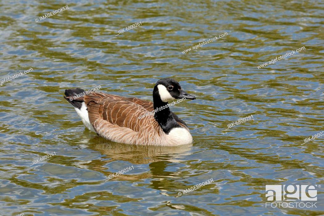 Stock Photo: Canada goose (Branta canadensis), swimming on a pond, Wilnsdorf, North Rhine-Westphalia, Germany, Europe.