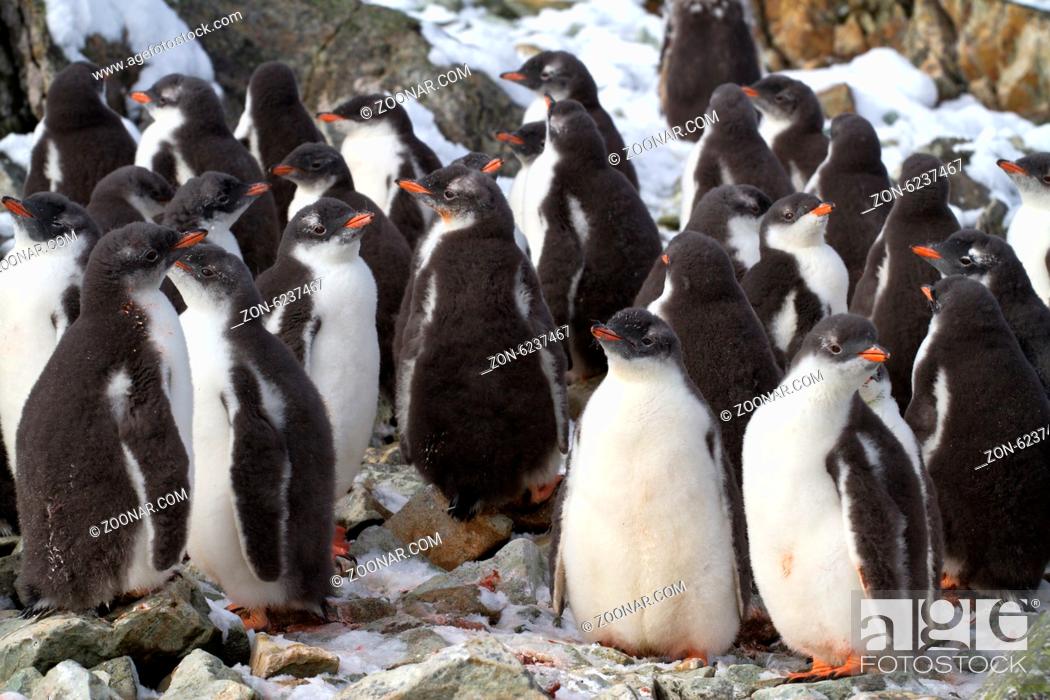 Stock Photo: kindergarten Adelie penguin chicks have accumulated near the colony.