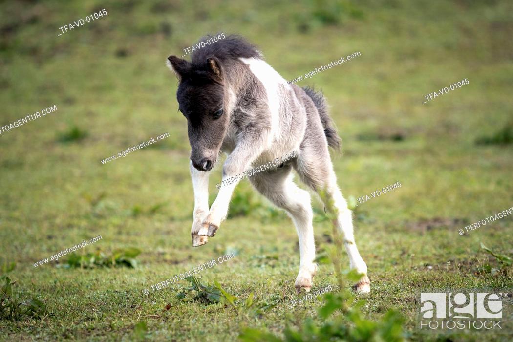 Photo de stock: Mini Shetland Pony foal.