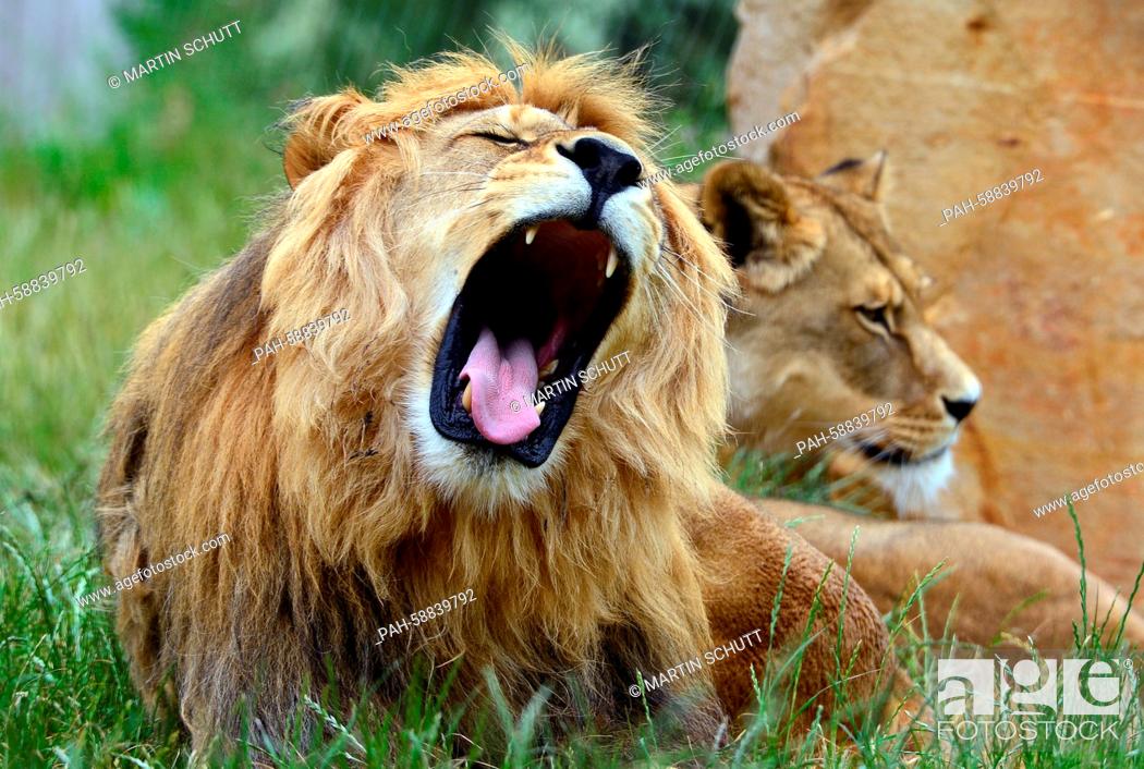 Stock Photo: Two Barbary lions are seen in the Erfurt Zoopark in Erfurt, Germany, 01 June 2015. According to own information the zoo has a size of 63 hectare and is.