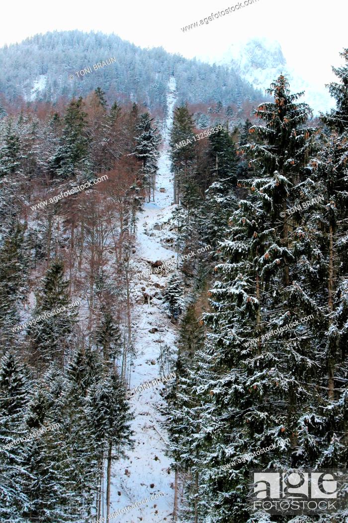 Stock Photo: Walk in the Riedboden near Mittenwald, Europe, Germany, Bavaria, Upper Bavaria, Werdenfelser Land, winter, aisle for wood recovery in the forest.