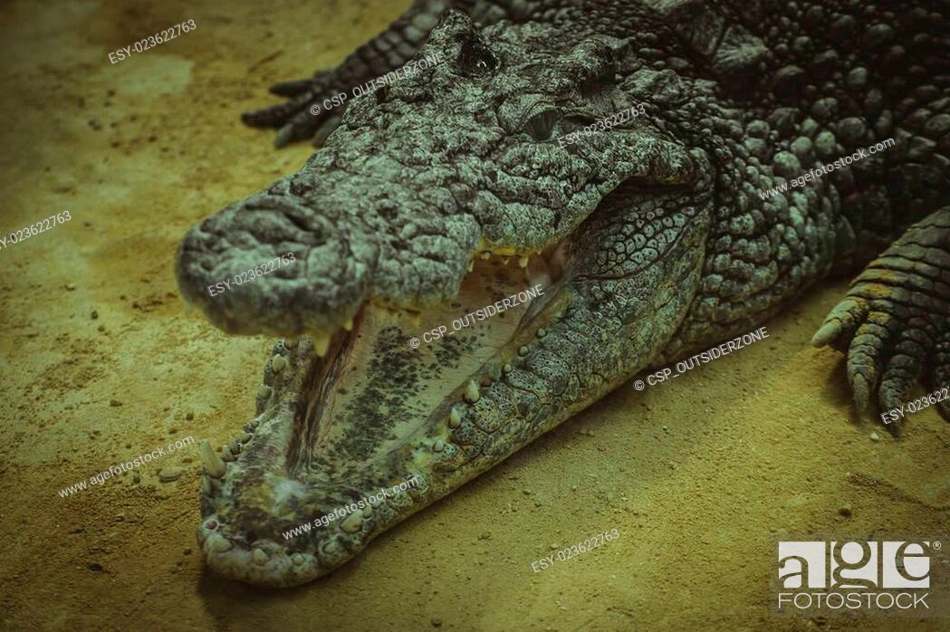 Stock Photo: brown alligator resting on the sand beside a river.