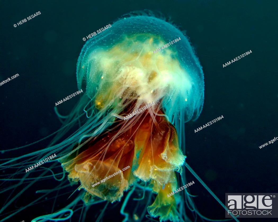 Stock Photo: Lion's Mane Jellyfish (Cyanea capillata) photographed in the water off New Jersey, USA.