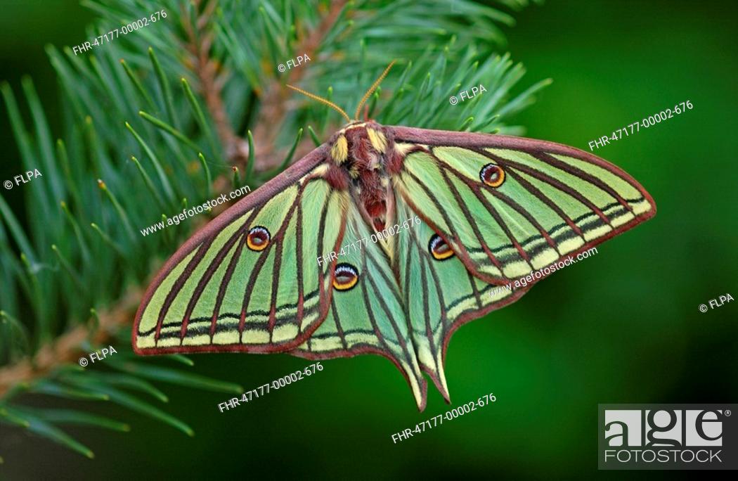 Spanish Moon Moth Graellsia isabellae adult female, resting on scots pine,  Stock Photo, Picture And Rights Managed Image. Pic. FHR-47177-00002-676 |  agefotostock