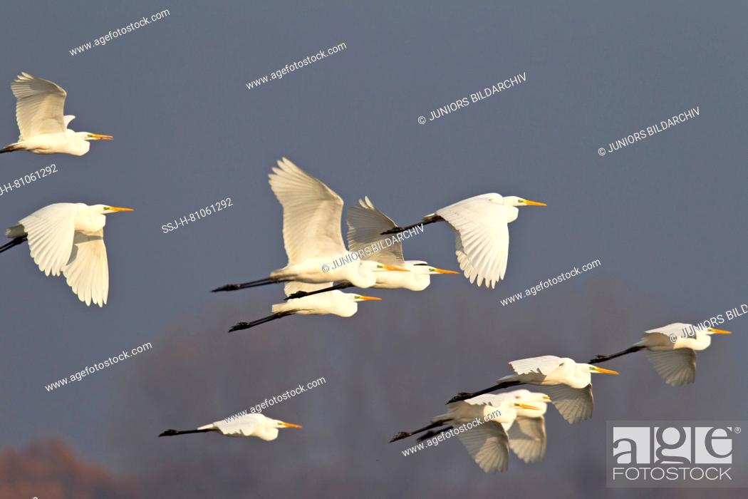 Stock Photo: Common egret (Ardea alba, Casmerodius alba) , adults in non-breeding plumage, flying.