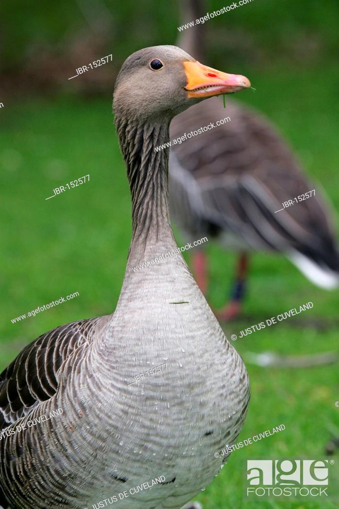 Graylag goose - watchful gander - portrait - grey lag goose (Anser anser),  Stock Photo, Picture And Rights Managed Image. Pic. IBR-152577 |  agefotostock