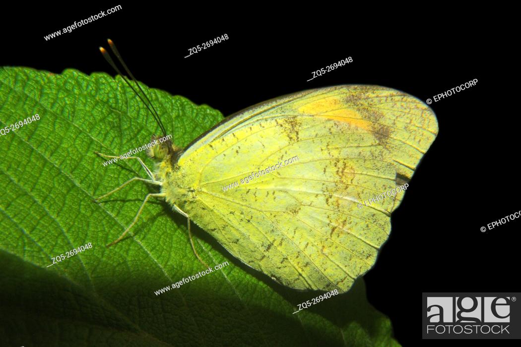 Stock Photo: Name: White Orange Tip Butterfly Location: Amboli, Maharashtra.