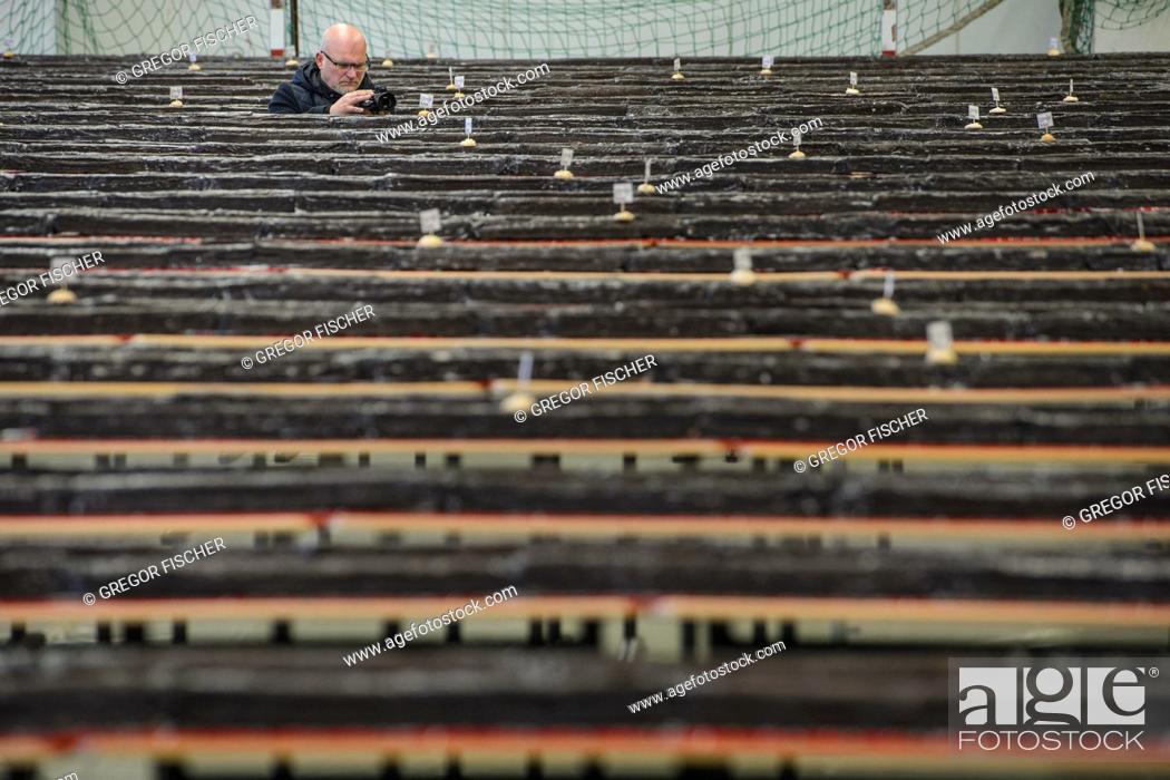 Stock Photo: A teachers at the Philipp Reis school photographs a giant ""hedgehog slice"" in a gymnasium during an attempt to break a world record in Berlin, Germany.