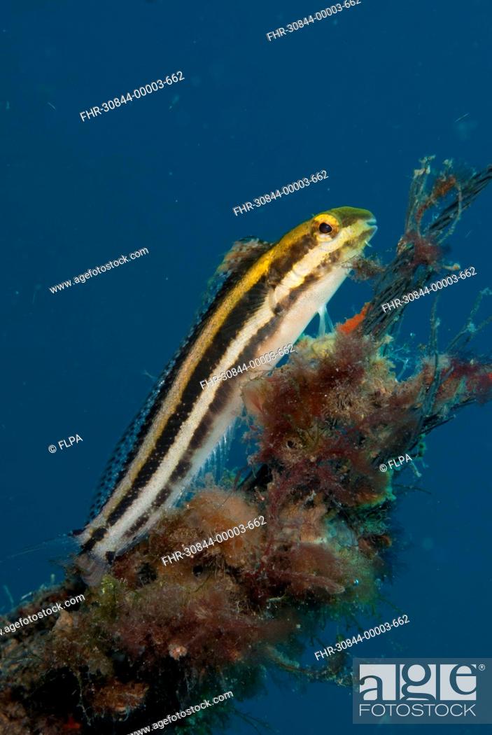 Stock Photo: Lined Fangblenny Meiacanthus lineatus adult, resting on coral encrusted rope, Lembeh Straits, Sulawesi, Sunda Islands, Indonesia.