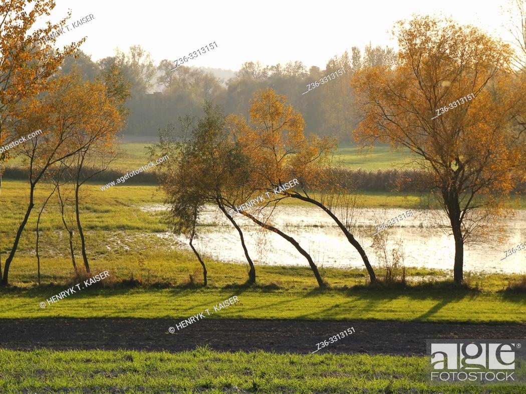Stock Photo: Landscape with trees by a lake in Lasser Poland.