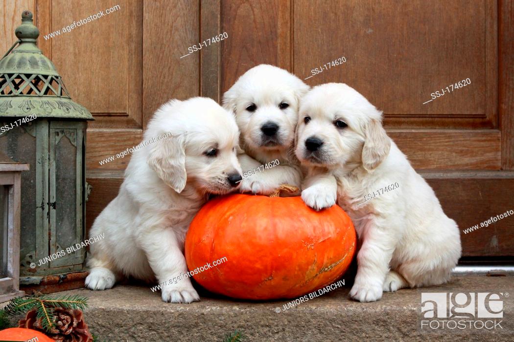 Golden Retriever Three Puppies 39 Days Old With A Big Pumpkin On Steps Stock Photo Picture And Rights Managed Image Pic Ssj 174620 Agefotostock
