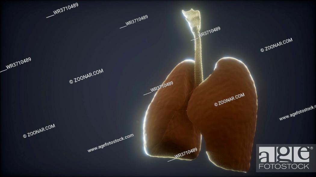 3d animation of human lungs, Stock Photo, Picture And Royalty Free Image.  Pic. WR3710489 | agefotostock
